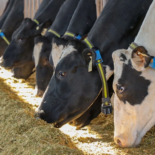 Herd of cattles with collar eating hay