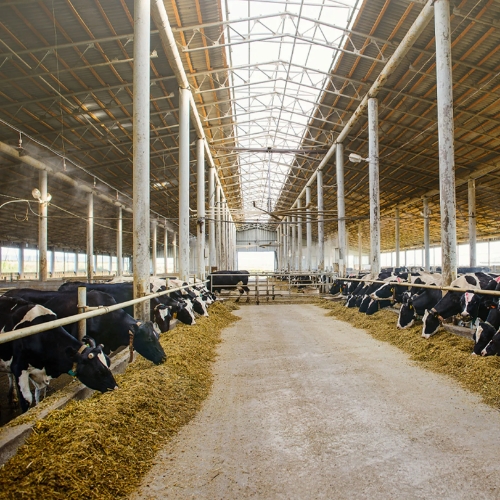 Aisle in a farm with feedlots, cattles eating hay on both sides