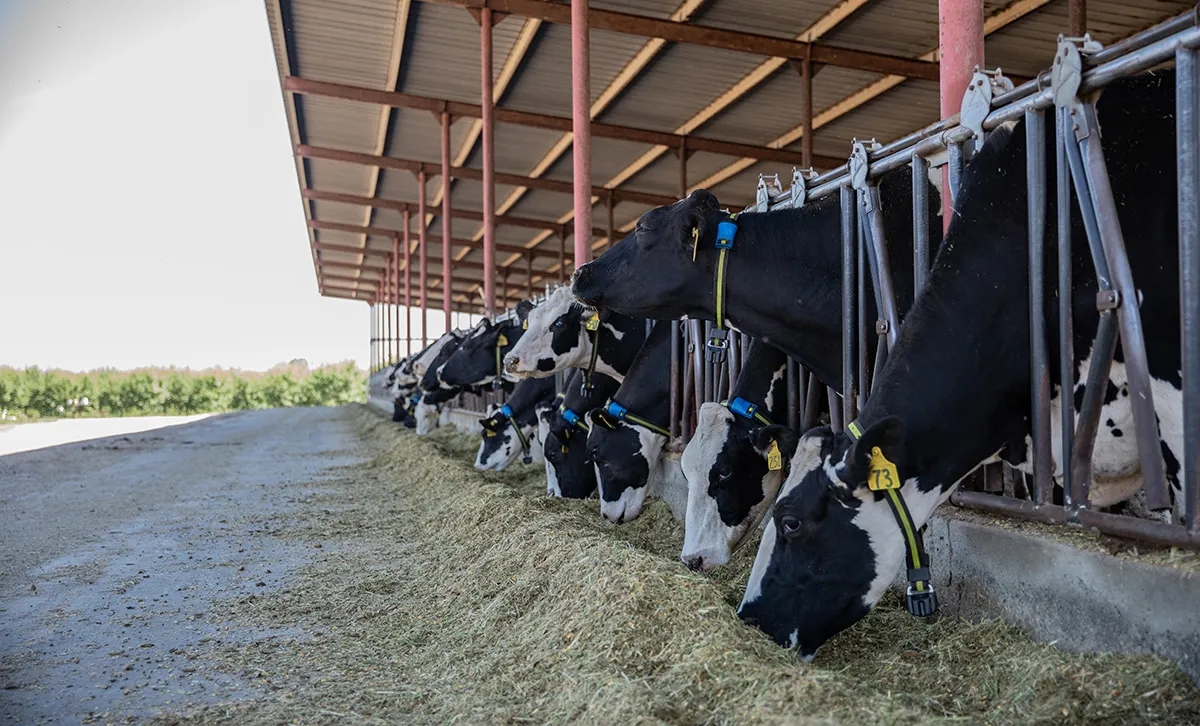 Herd of cattles in a farm eating hay in a feedlot