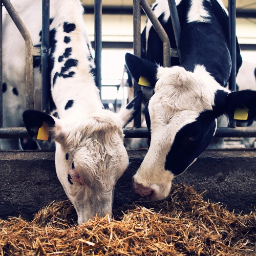 Two cattles behind a fence eating hay