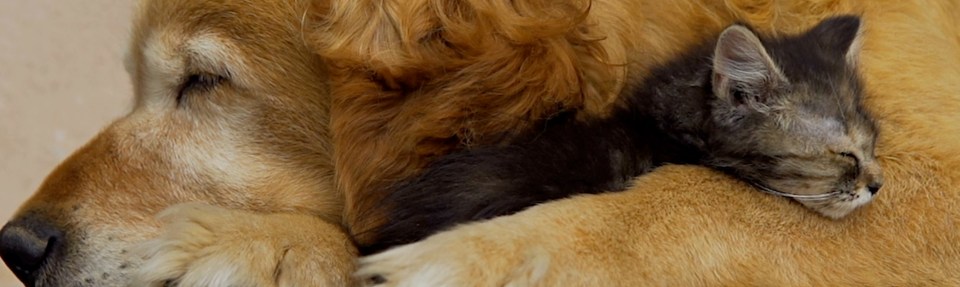 Dog and cat sleeping