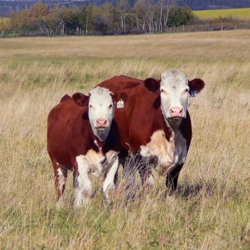 CowCalf Operations