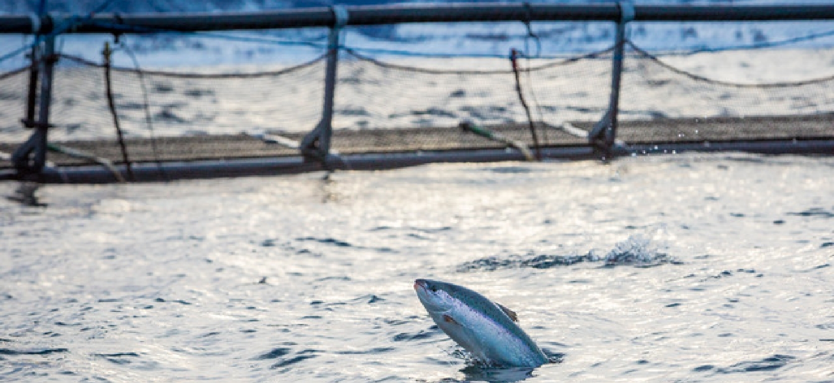 A fish swimming near a net in the water.