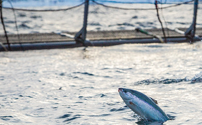 A fish leaping out of water.