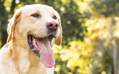 A dog with its tongue out.