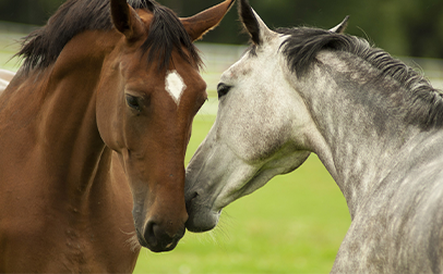Two horses touching noses in a field, showing affection.