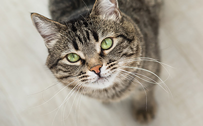 A cat looking up.