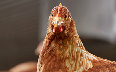 A chicken standing in a pen.