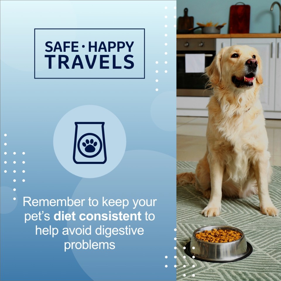 A dog with bowl filled with food "Remember to keep your pet's diet consistent to help avoid digestive problems"