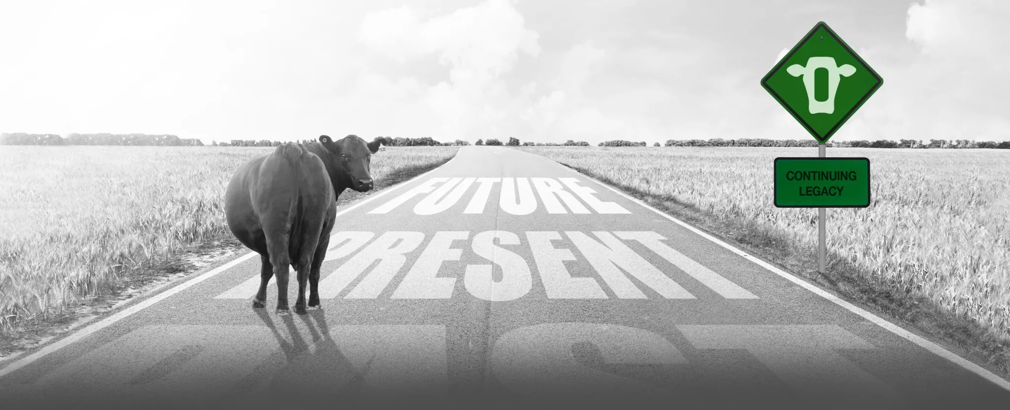 Cattle standing on road, looking back, with words 'future present past'.