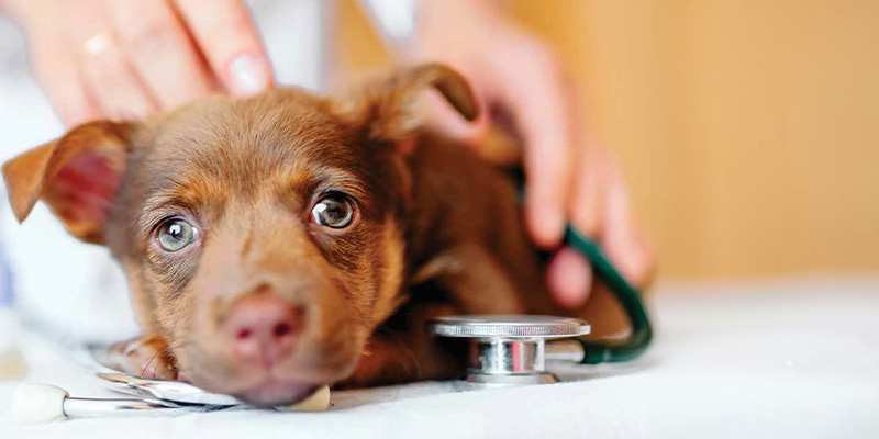A dog on an examination table with a stethoscope, looking calm