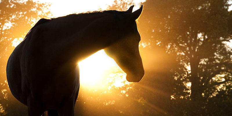 A horse standing in the sun