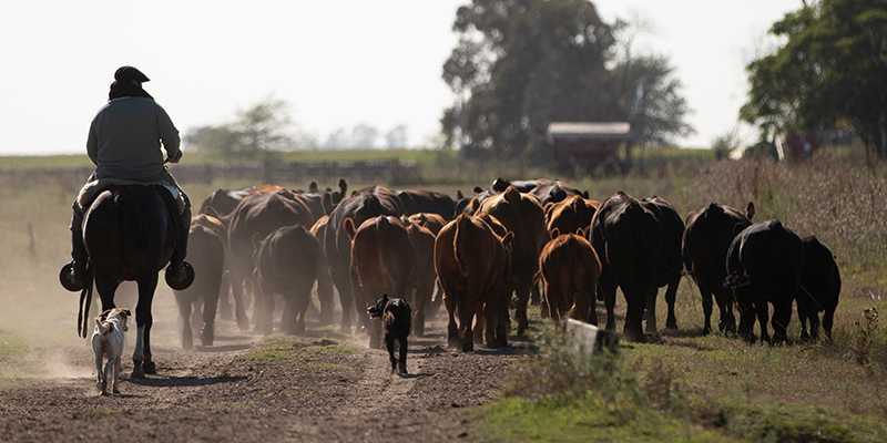 A man riding a horse in a field guiding cattles