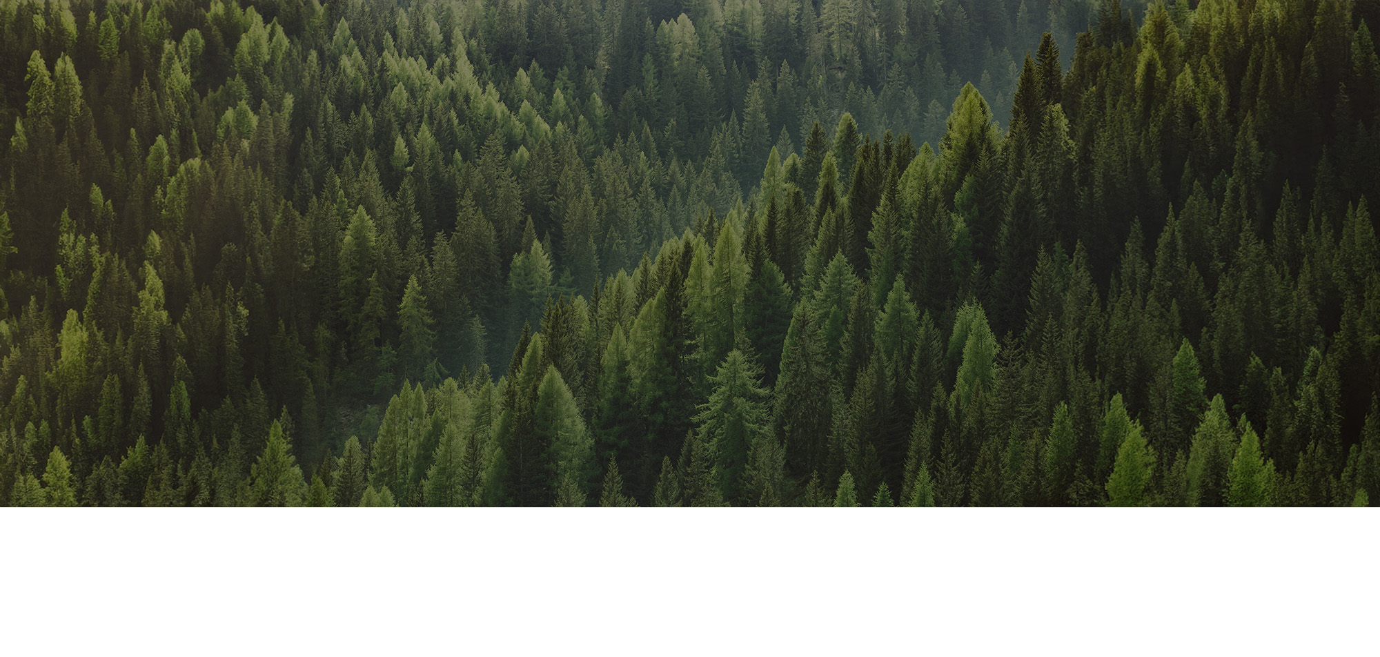 A dense forest of green trees