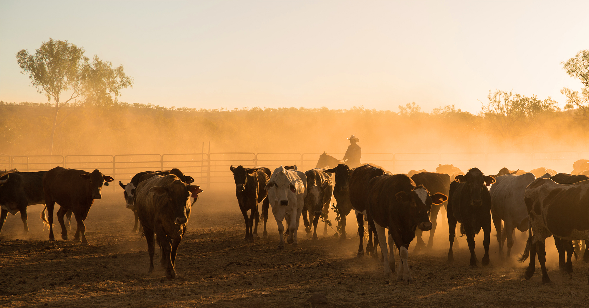 A picturesque scene of a thriving herd of cattle in the field under the warm embrace of the sunset, brought to you by our dedicated producers.
