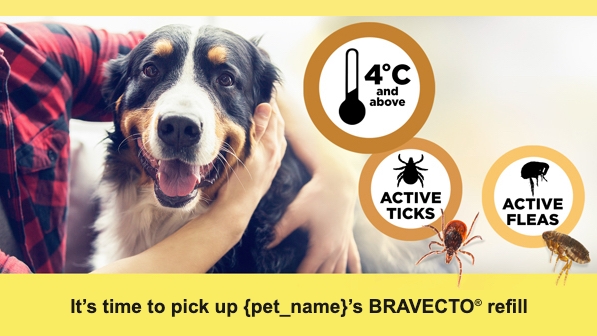 Someone holding a dog in their arms with some tick information and a text "It's time to pick up {pet_name}'s Bravecto refill"