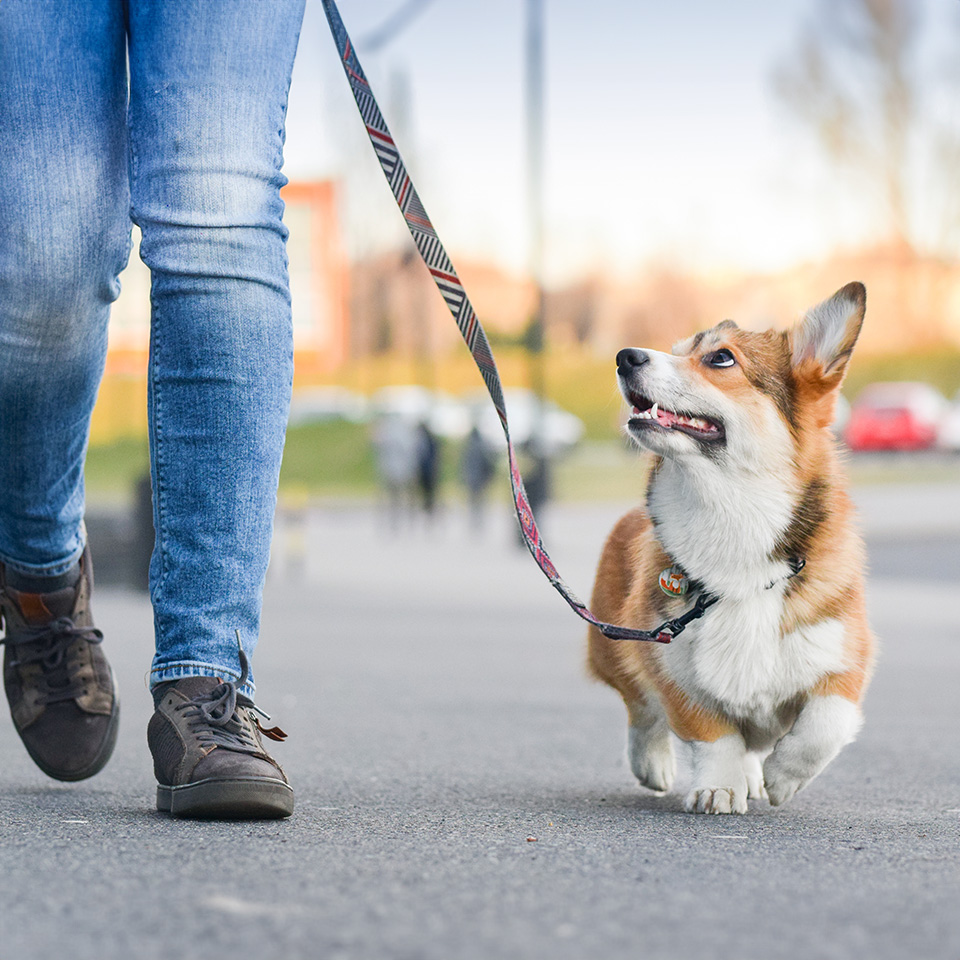 A woman walking her dog on a leash