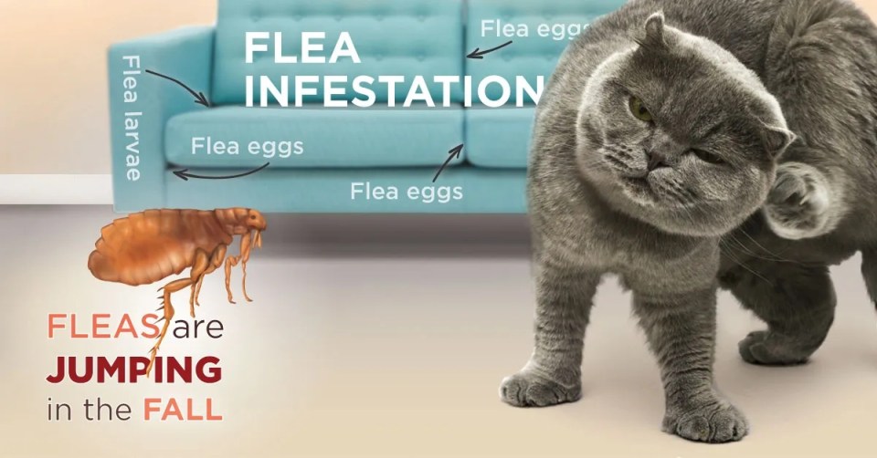 A cat scratching himself with a sofa and flea informations
