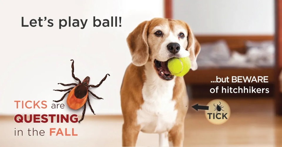 A dog playing with a tennis ball with tick informations