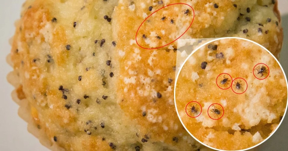 Muffin with small black seeds compared to ticks size