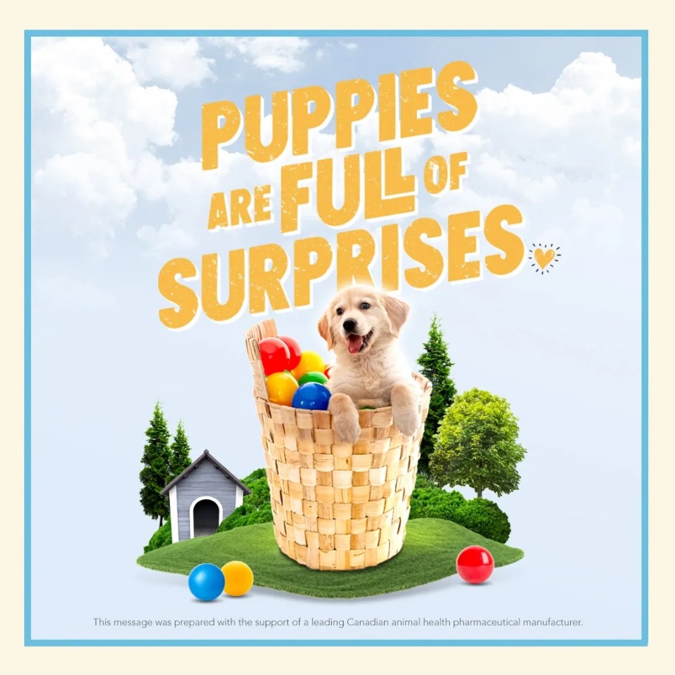 A puppy playing in a toy basket with a text "Puppies are full of surprises"