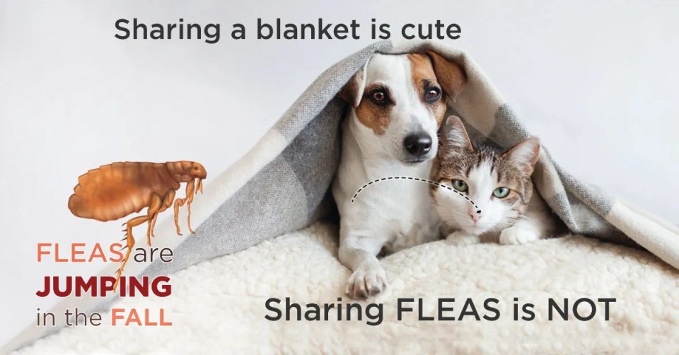 A dog and a cat under a blanket with ticks informations