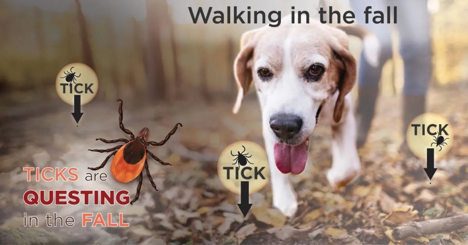 A dog walking in a forest with tick informations