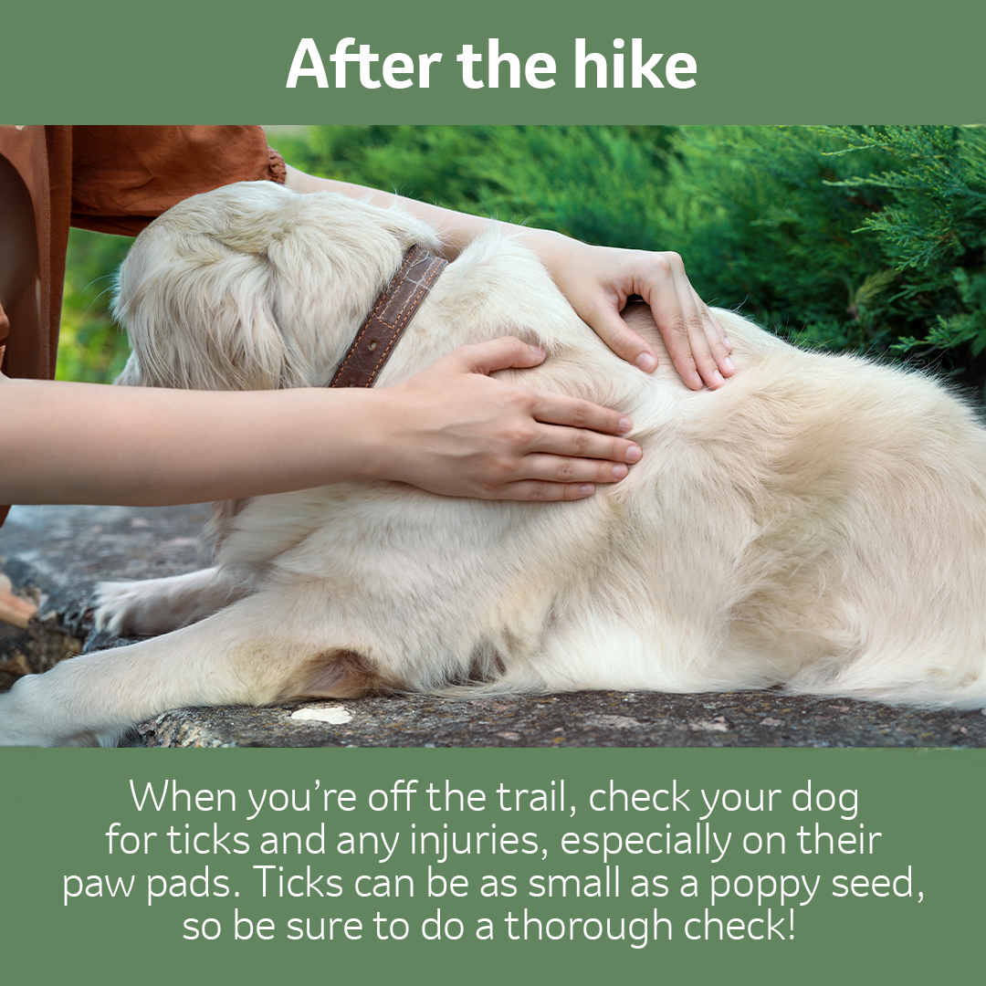 Someone checking if the dog have ticks with the text "After the hike. When you’re off the trail, check your dogfor ticks and any injuries, especially on theirpaw pads. Ticks can be as small as a poppy seed,so be sure to do a thorough check! "