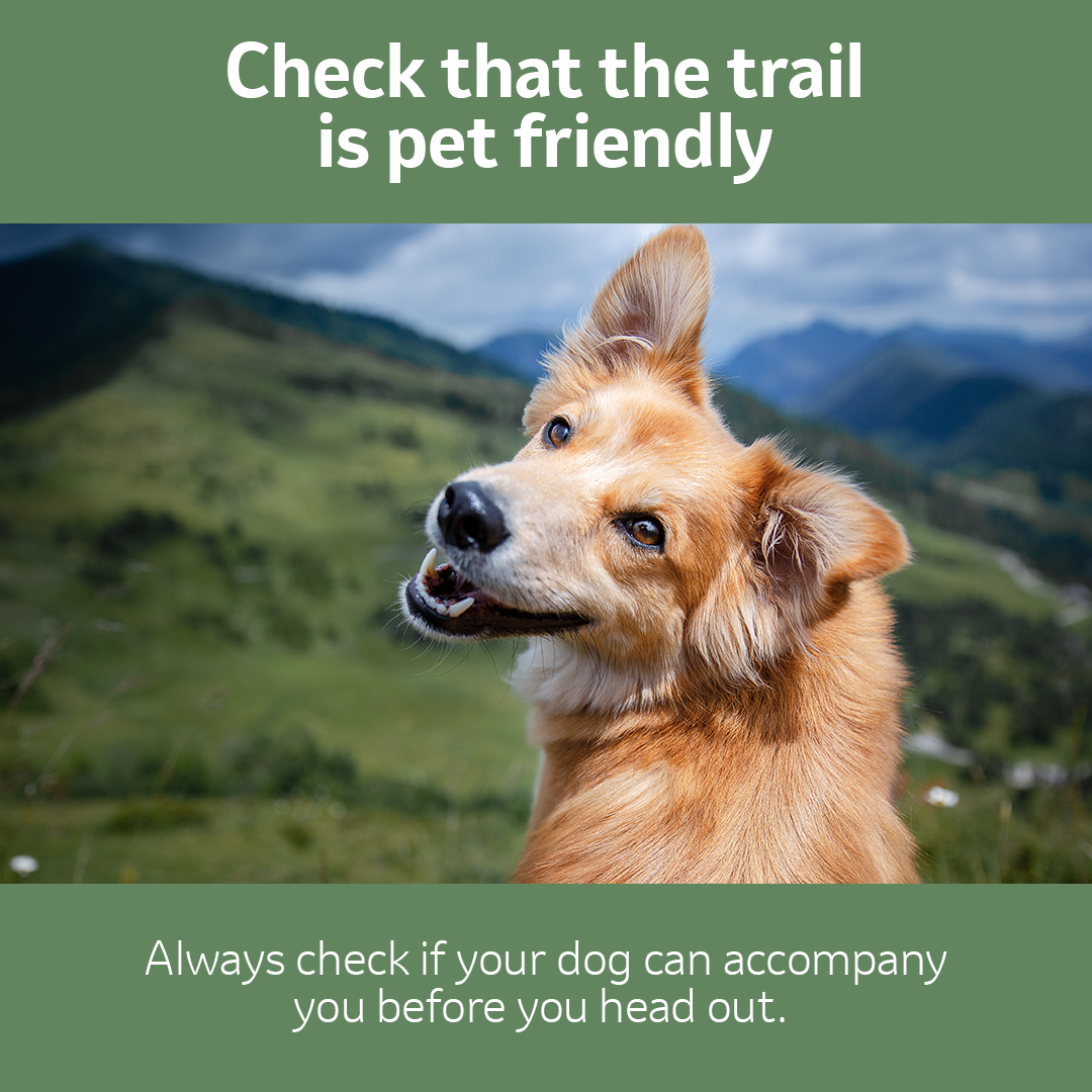 A dog standing in the mountains with the text "Check that the trailis pet friendly. Always check if your dog can accompanyyou before you head out."