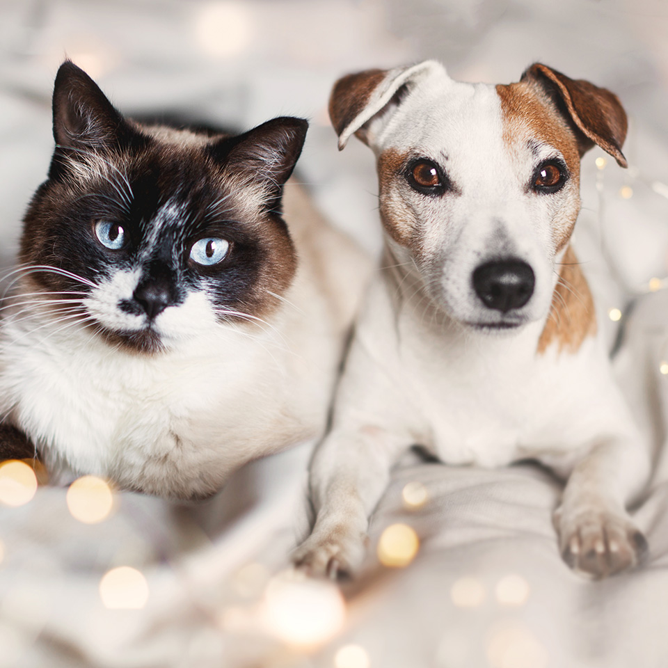 A cat and dog peacefully sitting together on a cozy bed.