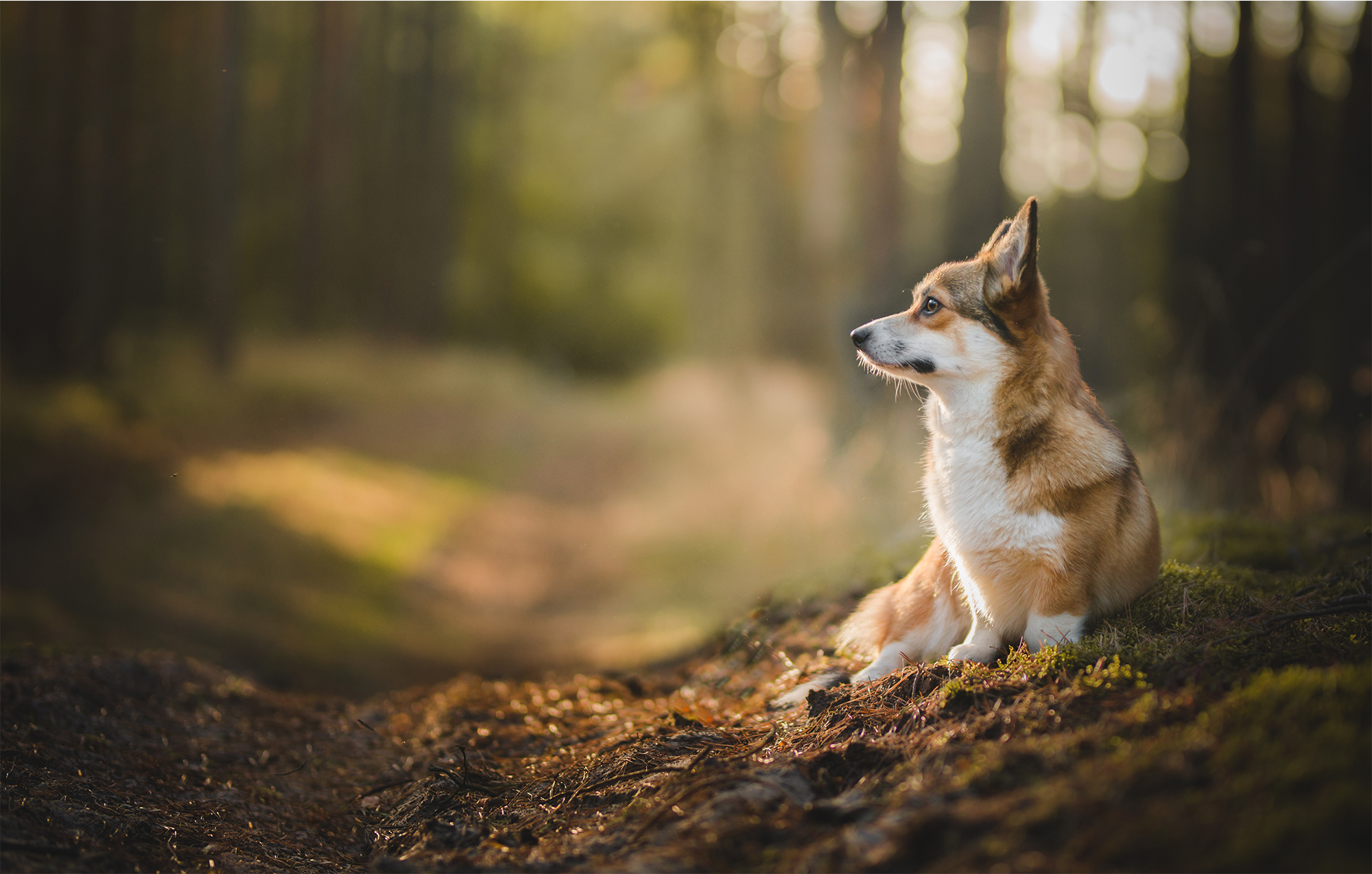 A thoughtful dog sits on mossy forest grass, gazing to the left.