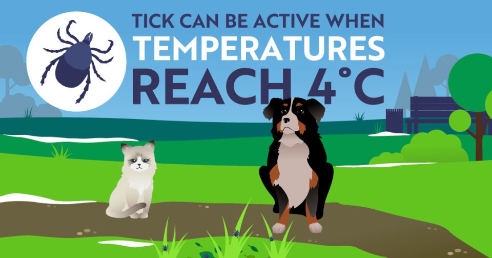 Illustration with a cat dog and a tick outdoor representing the end of winter, with the text "TICK CAN BE ACTIVE WHEN TEMPERATURE REACH 4°C"