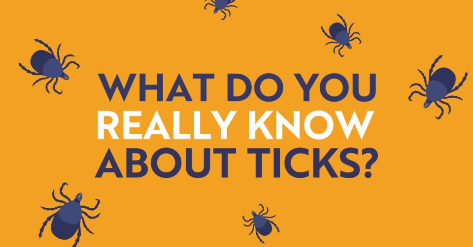 Illustration with a ticks group on an orange background with a text "What do you really know about ticks?"