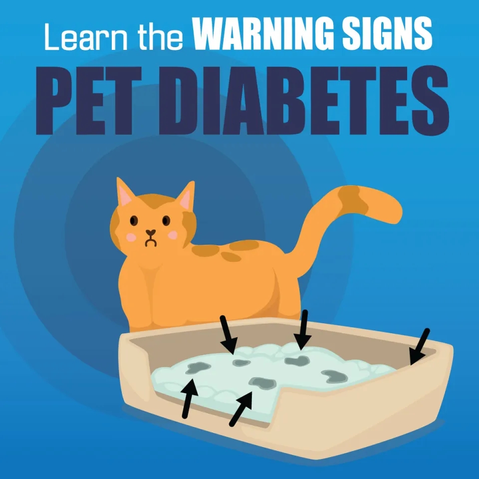 Cat with his litter box "Learn the warning signs"