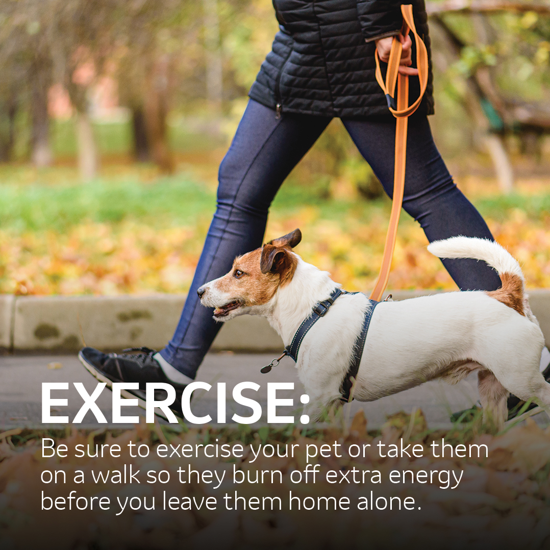 A dog walking on a leash "EXERCISE: Be sure to exercise your pet or take themon a walk so they burn off extra energybefore you leave them home alone."