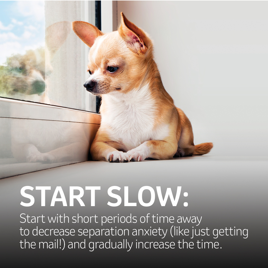A dog looking by the window "START SLOW: Start with short periods of time awayto decrease separation anxiety (like just gettingthe mail!) and gradually increase the time."
