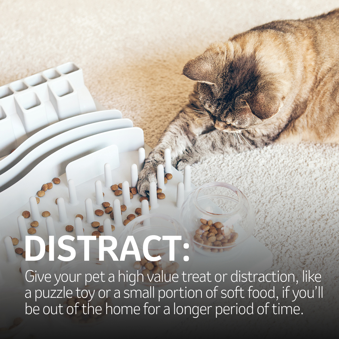 A cat playing with his food "DISTRACT: Give your pet a high value treat or distraction, likea puzzle toy or a small portion of soft food, if you’llbe out of the home for a longer period of time."