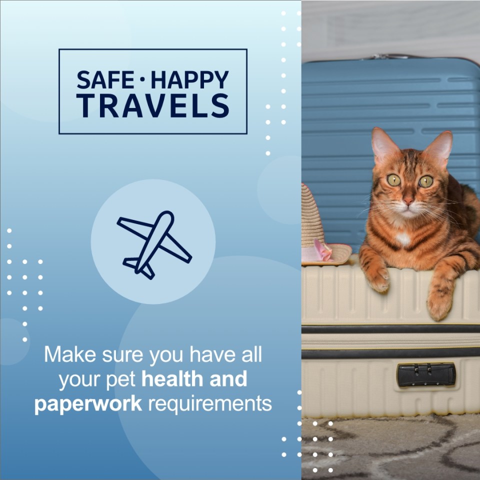 A cat laying on a luggage "Make sure you have all your pet health and paperwork requirements"