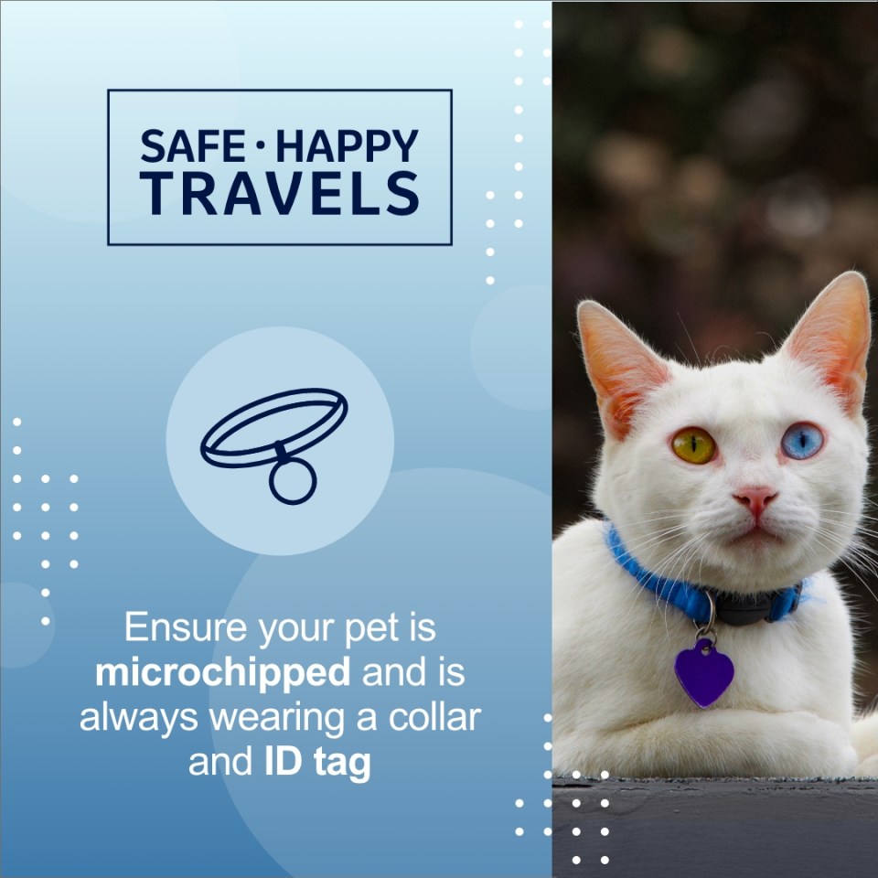 A cat with a blue collar "Ensure your pet is microchipped and is always wearing a collar ID tag"