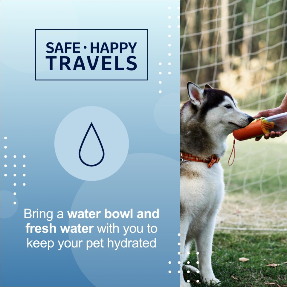 A dog with a water bottle "Bring a water bowl and fresh water with you to keep your pet hydrated"