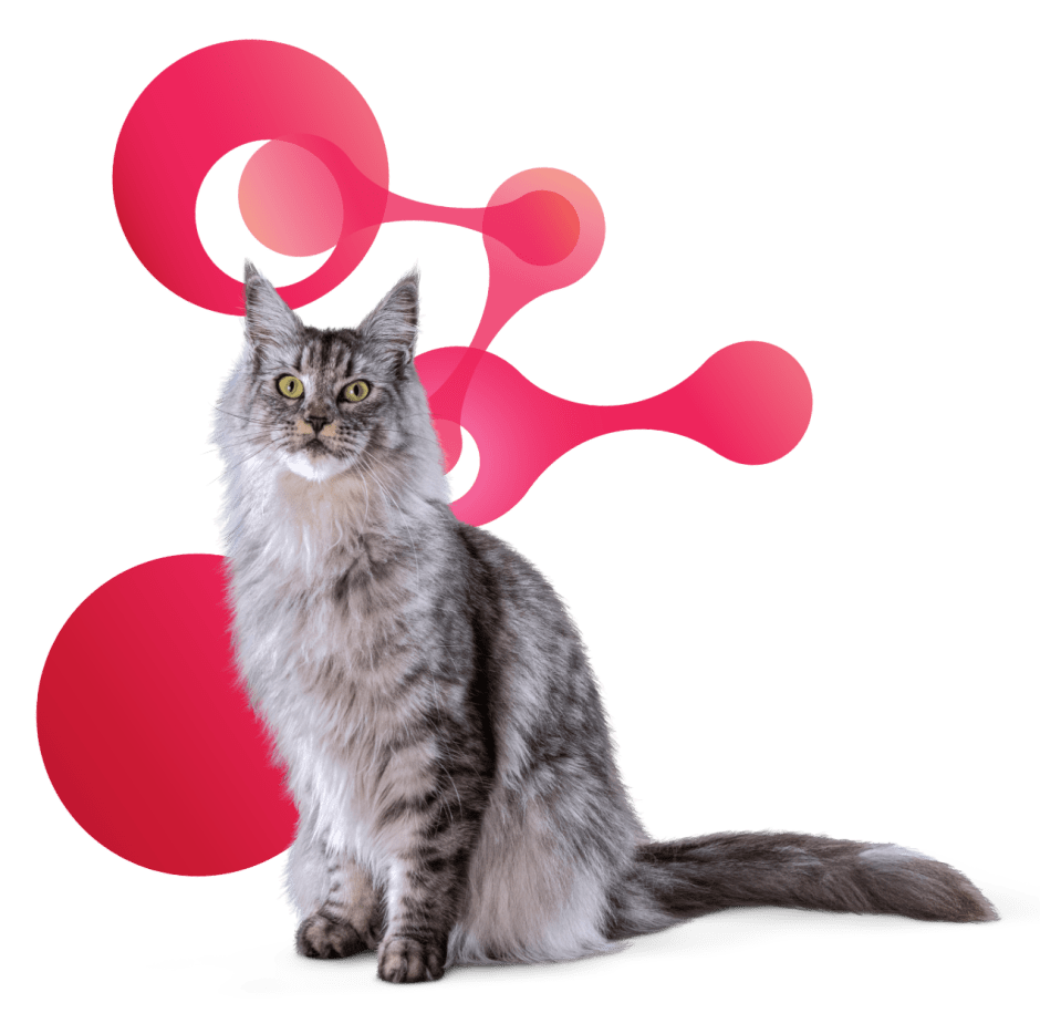 Photograph of a cat in front of a pink molecule