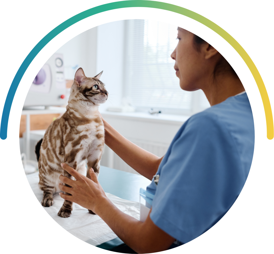 Veterinary holding a tabby cat with dark stripes in a clinic
