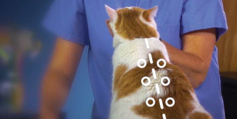 An image showing Injection should be given under the skin, 2 to 5 cm (3/4 to 2 inches) from the middle of the cat’s back, varying from behind the shoulder blades to the middle of the back region. Alternate sides for subsequent injections.